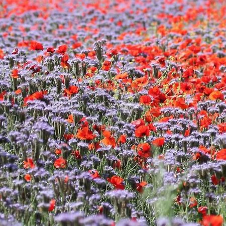 Un Po Sul Delta Villa Ariano nel Polesine Bagian luar foto